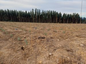 Foto-1 Campo 2026-04-02